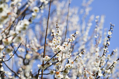 府中市郷土の森【梅の花：白加賀】20250309