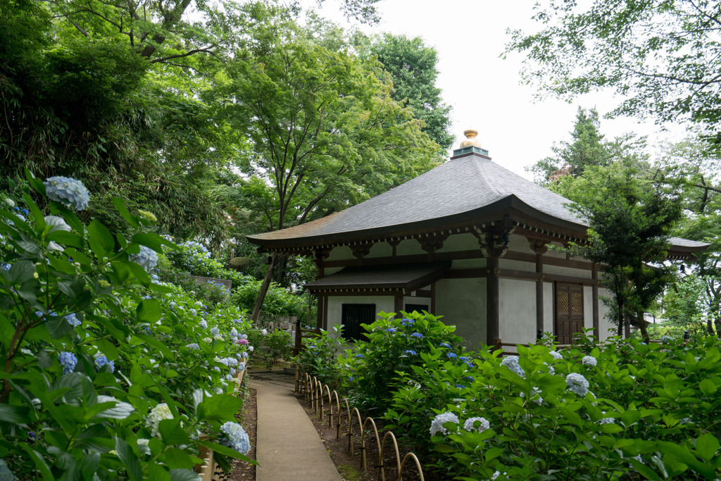 妙楽寺【薬師堂と紫陽花】①20200618