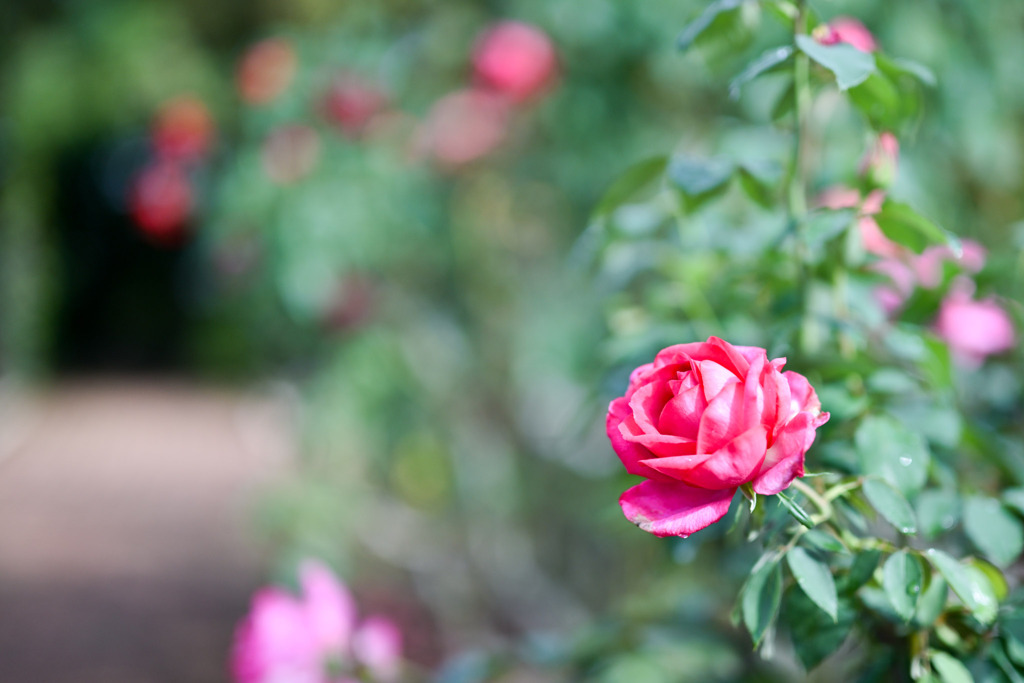 花菜ガーデン【秋パラ：パローレ】20251027