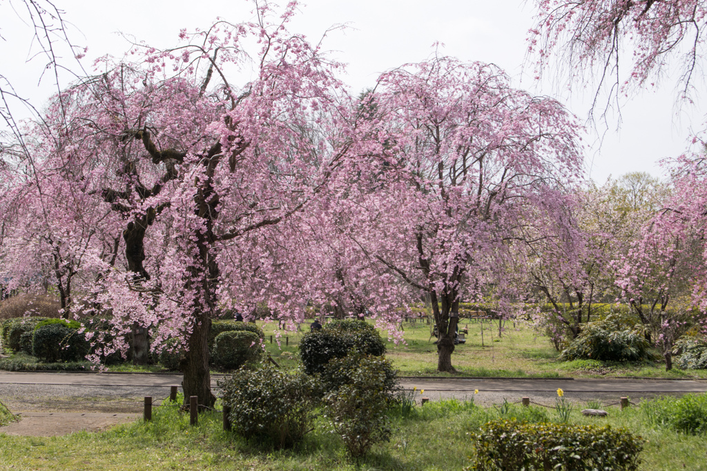 神代植物公園【サクラ：八重紅枝垂桜】②20220331