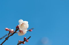 【小田原フラワーガーデン(白難波)】20150214