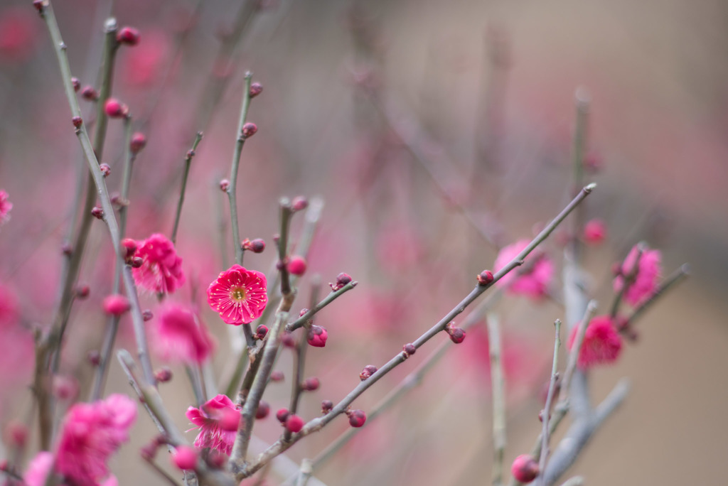 大倉山公園梅林【梅：鹿児島紅】20190217