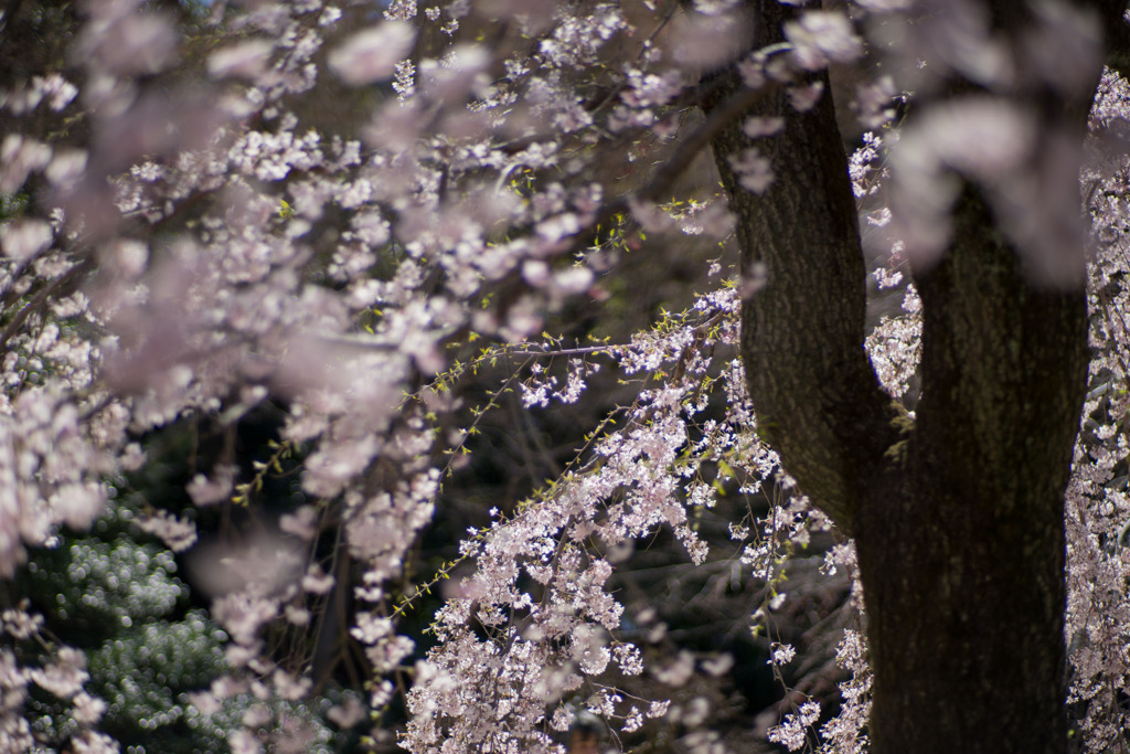 小石川後楽園【馬場桜】⑥20200320