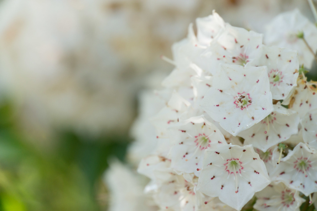 神代植物公園【カルミア】②20170527