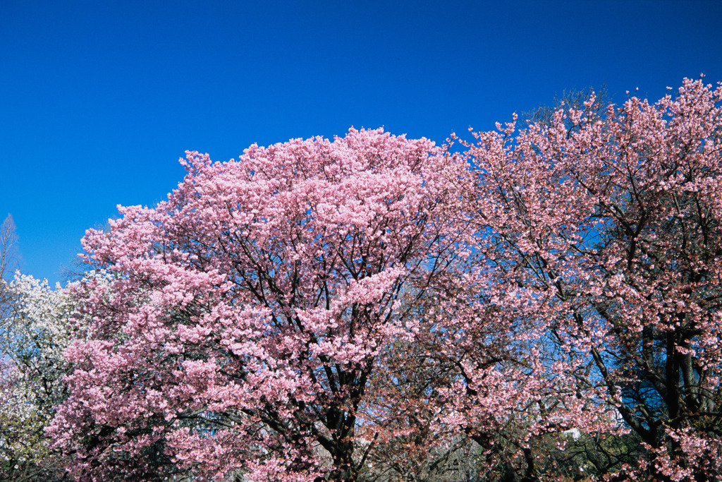 新宿御苑【サクラ：陽光】①20200320