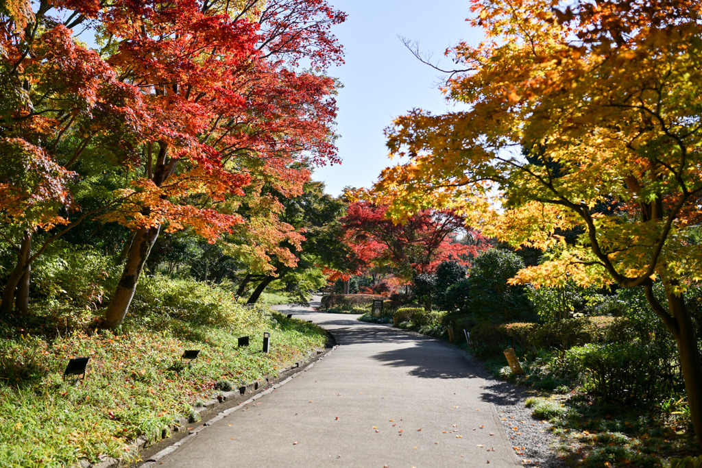 昭和記念公園【日本庭園の紅葉：周遊道沿いの眺め】②20251117