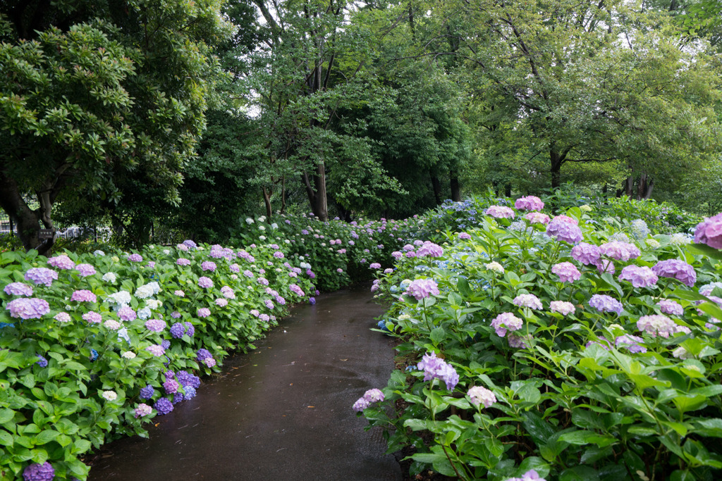 府中市郷土の森【アジサイの小径沿い】①20200614