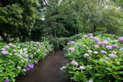 府中市郷土の森【アジサイの小径沿い】①20200614