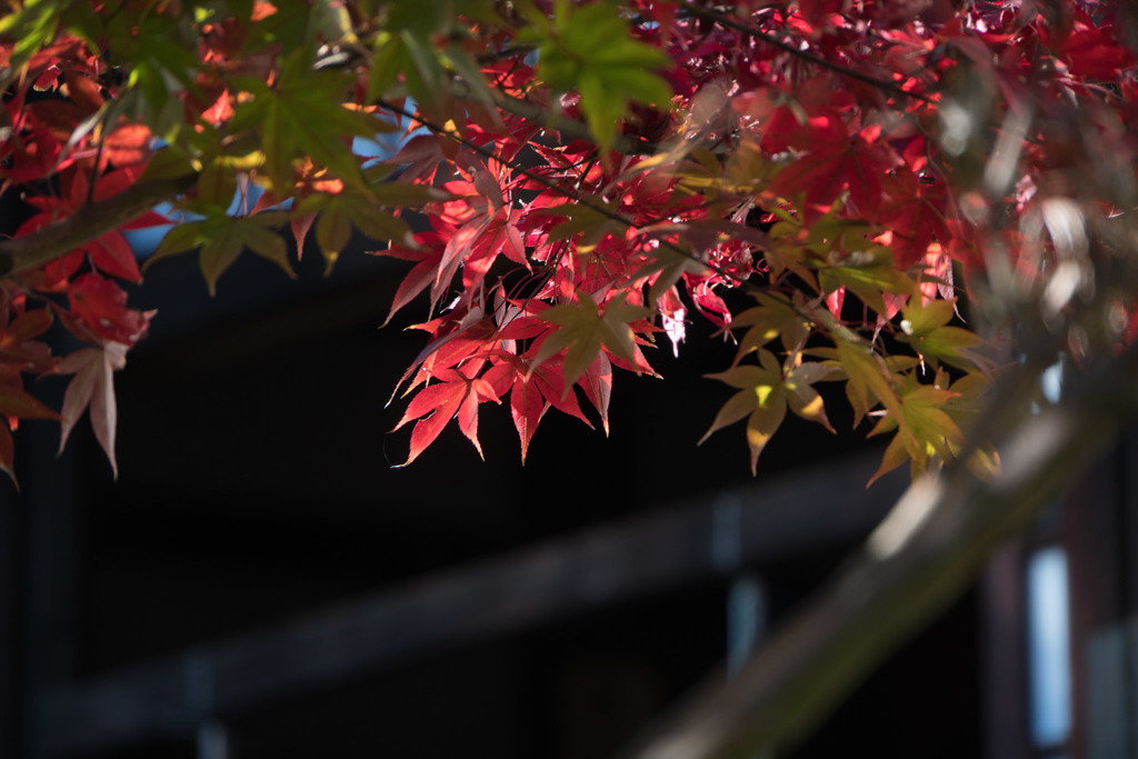 【九品仏浄真寺の紅葉】②20171112