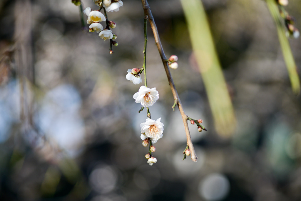 大船フラワーセンター【早咲きの梅：高砂枝垂】20260125