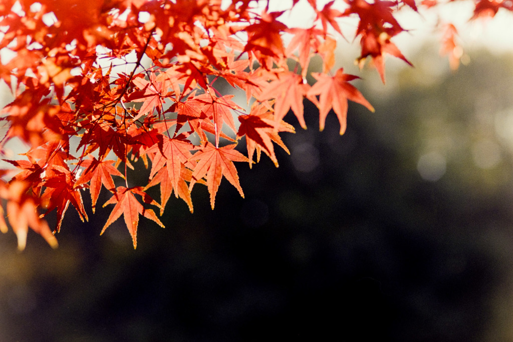 【鴨池沿いの紅葉】③20181125