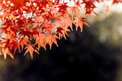 【鴨池沿いの紅葉】③20181125