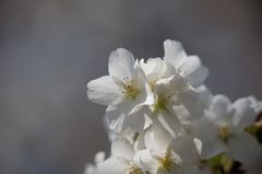 【テリタビーズ公園(大島桜)】①20150328