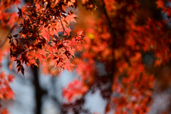 都内紅葉巡り【六義園：千鳥橋付近の紅葉】③20251128