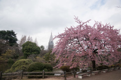 【新宿御苑(修善寺寒桜)】②20160312