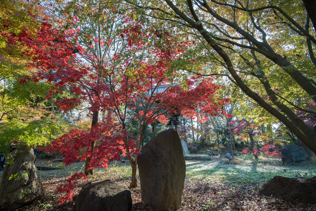 九品仏浄真寺【紅葉】②20191208