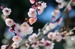 【八重旭】20140216