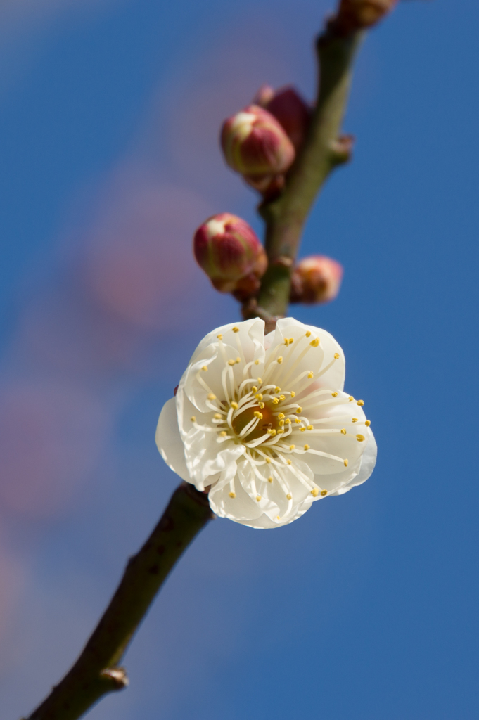 小田原フラワーガーデン【梅：八重野梅】④20170107