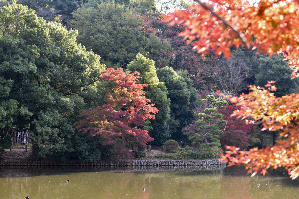 【薬師池公園の紅葉】③20141116