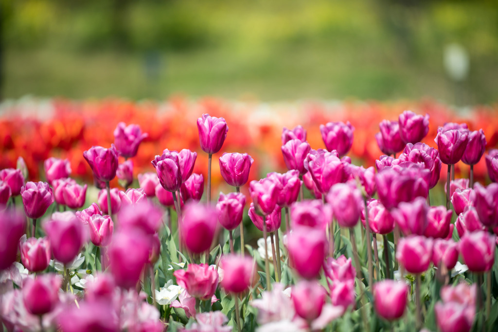 春の花菜ガーデン【チューリップ： 紫丸】①20200403