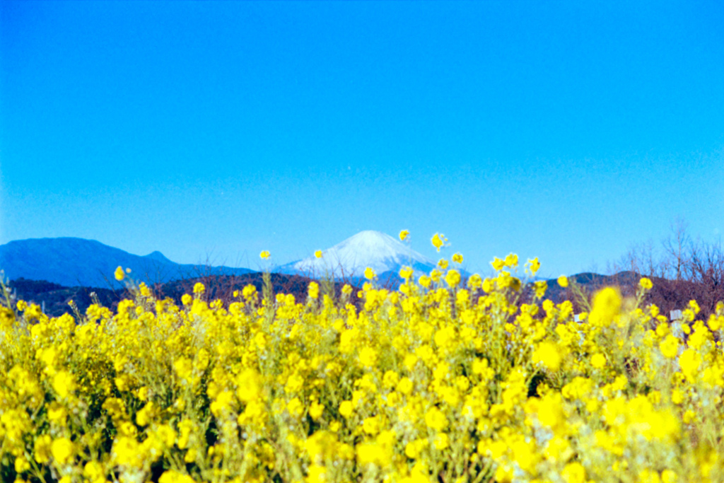 吾妻山公園【菜の花と富士山】②20220109銀塩NLP