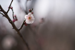 小田原FG【梅：凝馨】②20190210