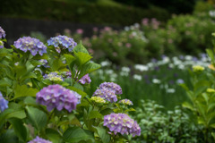 正覚寺【紫陽花】①20200604