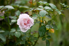 花菜ガーデン【秋パラ：ほの花菜】20251027