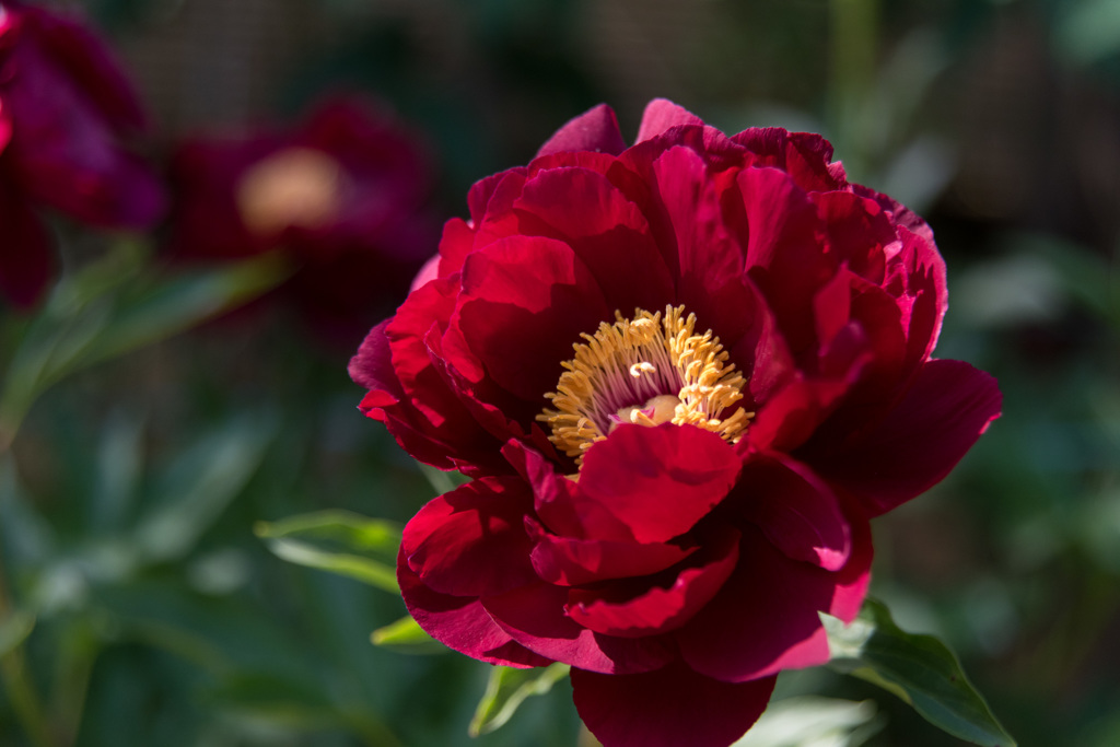 【町田ぼたん園(ラリアンス)】20150502