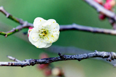 神代植物公園【梅の花：白難波】20200112