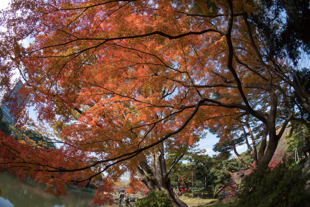 小石川後楽園【竹生島付近の紅葉】①20171126