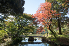 六義園【渡月橋と紅葉】20221125