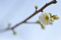 【大輪緑萼】20140211