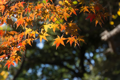 新宿御苑【旧御涼亭の紅葉】③20161126