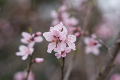 神代植物公園【アーモンド】③20190323