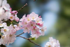 神代植物公園【サクラ：神代曙】①20220331
