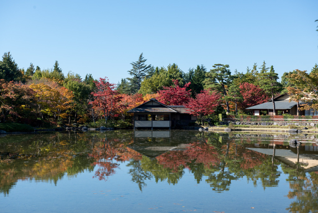 昭和記念公園【日本庭園：紅葉】⑦20191116