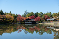 昭和記念公園【日本庭園：紅葉】⑦20191116