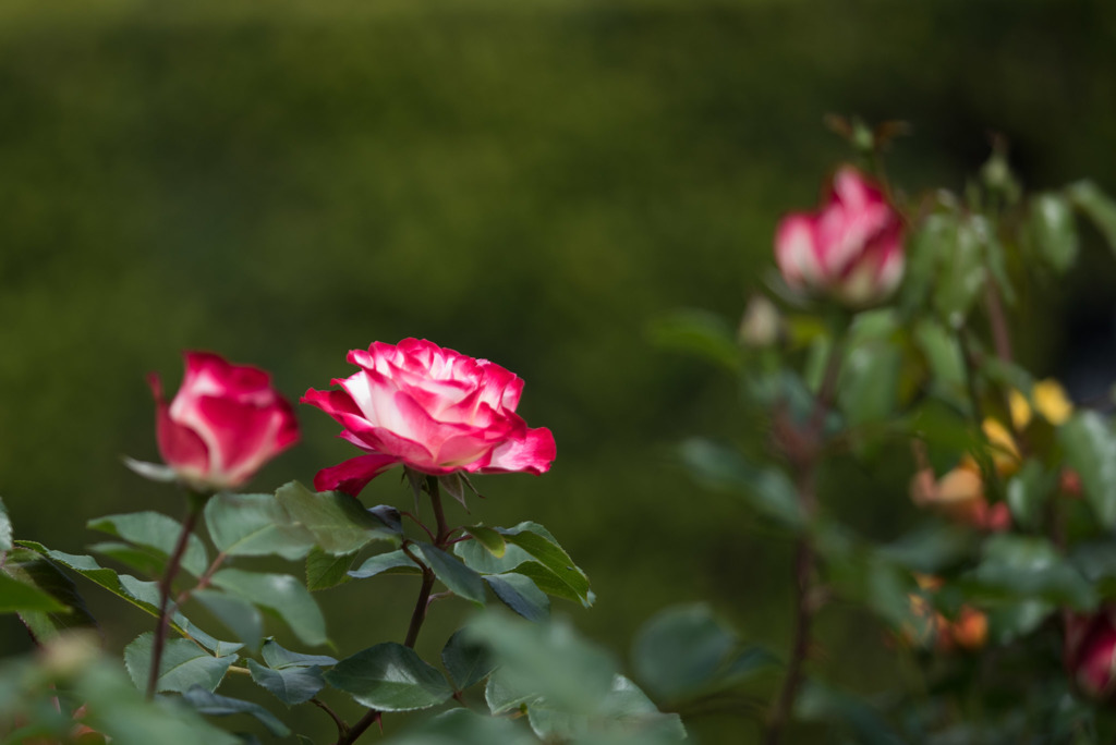 花菜ガーデン【バラ：ジュビレ・デュ・プリンス・ドゥ・モナコ】①2018050