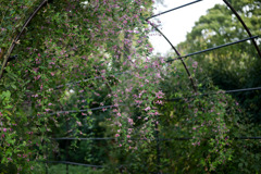 府中市郷土の森【萩のトンネル】②20250930