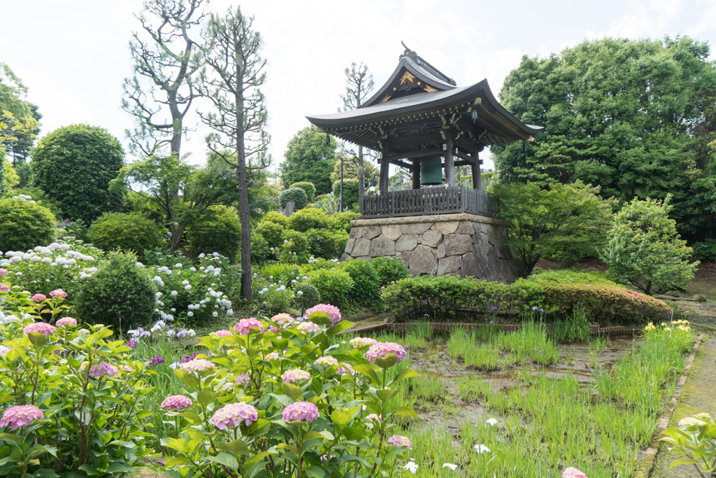 午後の散歩【正覚寺：アジサイ】20230530