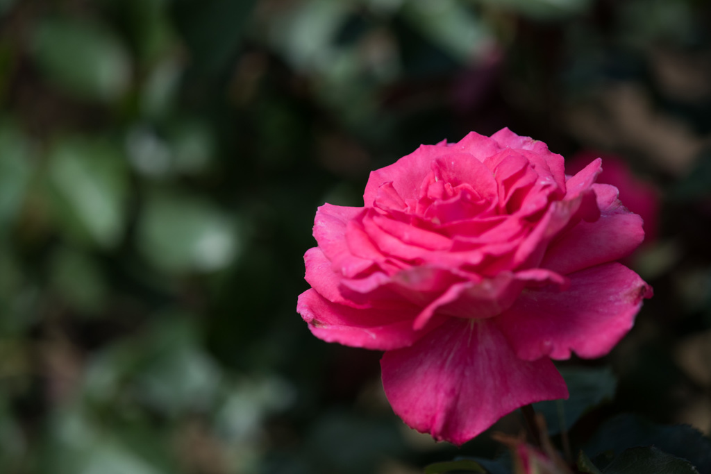 【大船植物園(芳純)】20150503