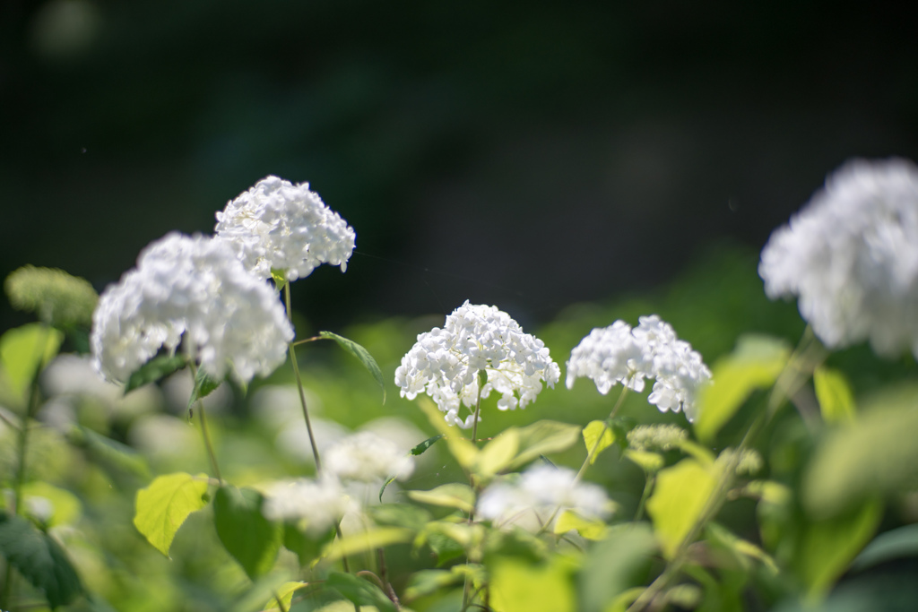 薬師池公園【紫陽花：グランデフローラ】20220605