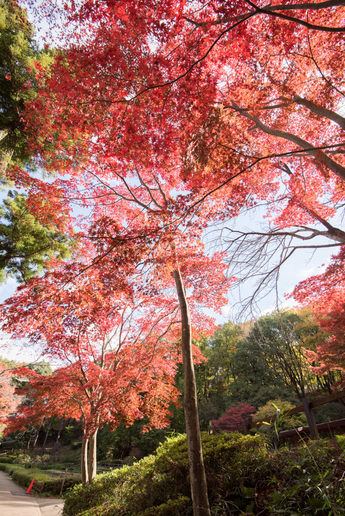 薬師池公園【旧荻野家手前の紅葉】②20171119