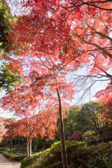 薬師池公園【旧荻野家手前の紅葉】②20171119
