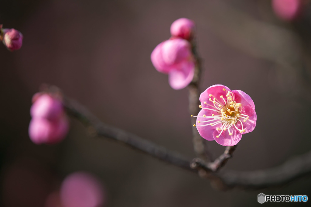 【大船植物園(一重寒紅)】①20160206