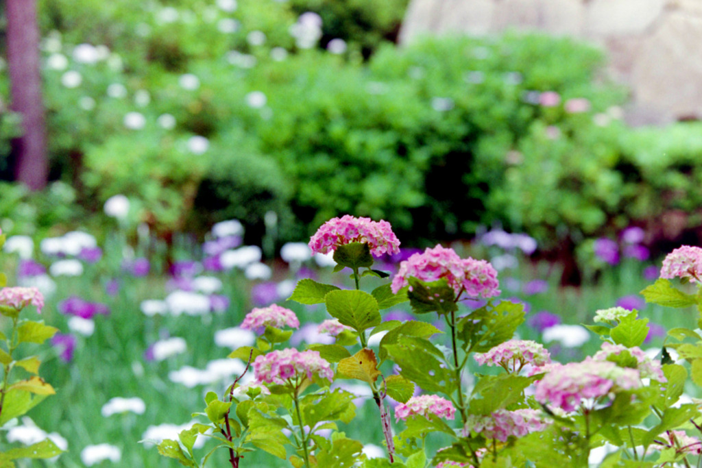 正覚寺【紫陽花】④20200604