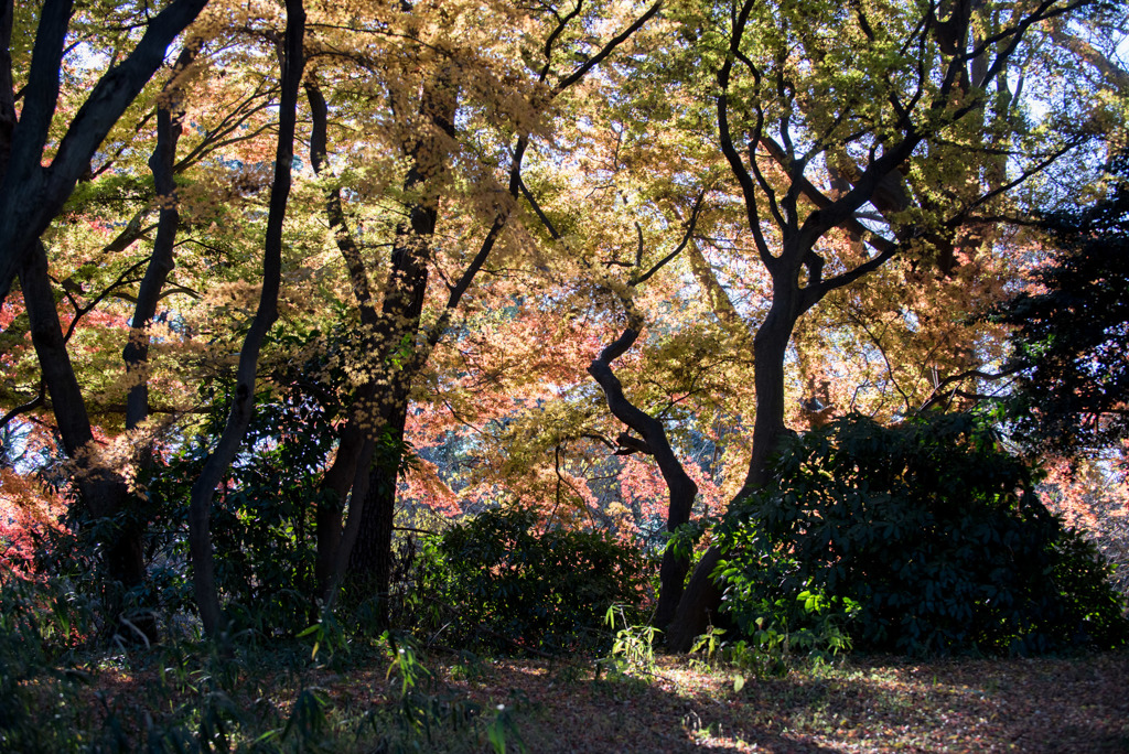 新宿御苑【下の池付近の紅葉】①20171209
