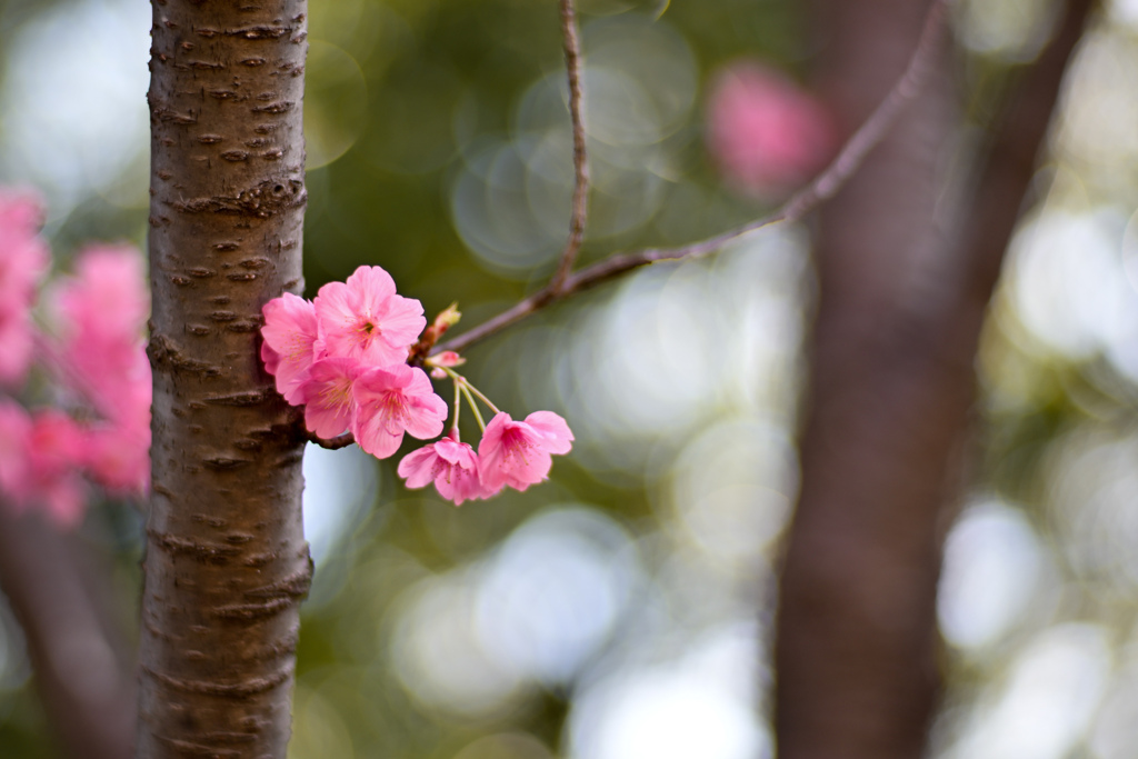 本牧山頂公園【サクラ：横浜緋桜】④20240331