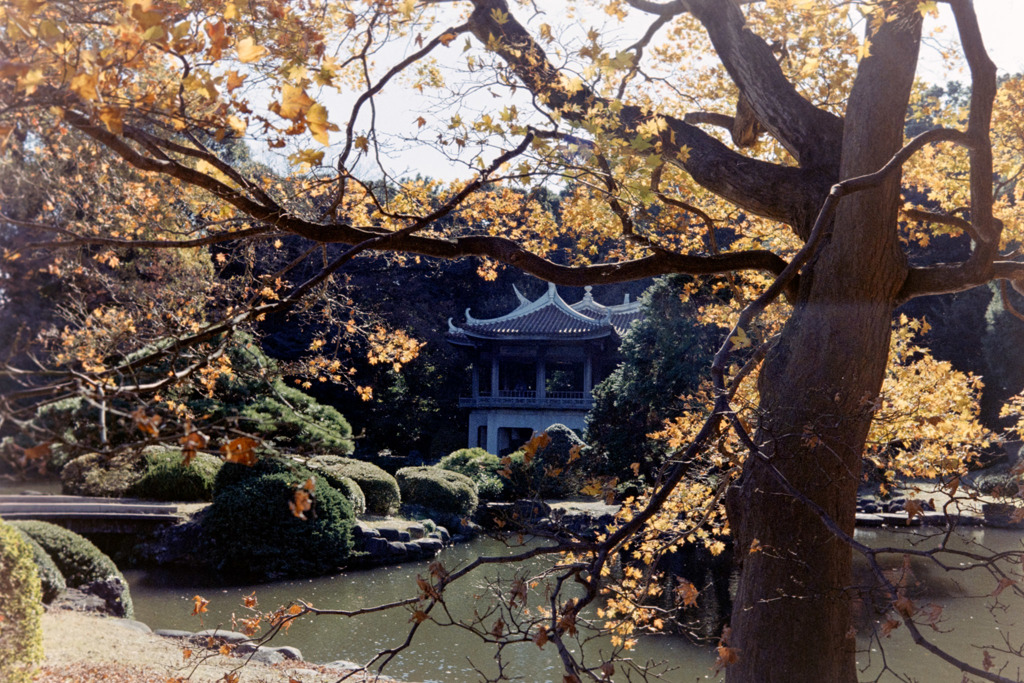 新宿御苑【旧御涼亭あたりの紅葉】20181215